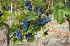 PIWI-Rebsorten: Eine nachhaltige Lösung für die Herausforderungen im Weinbau