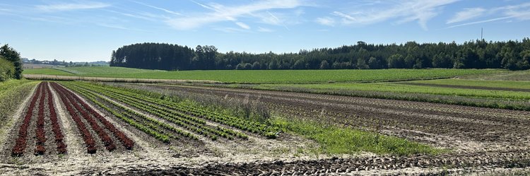 Feld mit Gemüseanbau
