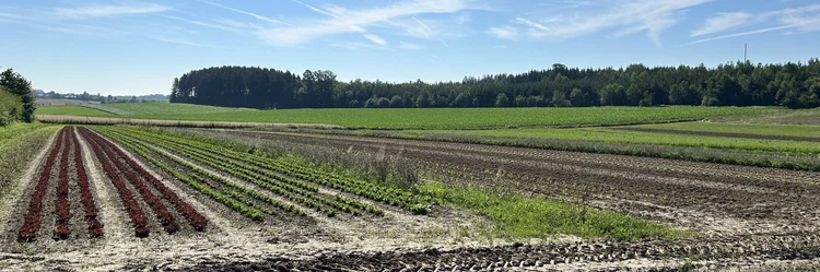 Feld mit Gemüseanbau