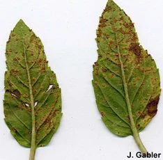 Pfefferminzrost (Puccinia menthae)