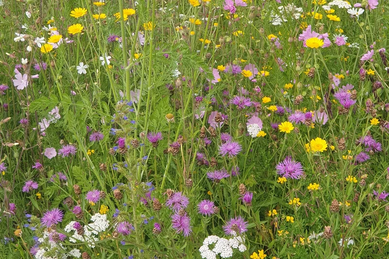 Wildstaudenbeet in Wiesenoptik. Klick führt zu Großansicht in einer Lightbox. Zum Schließen der Lightbox ESC drücken.