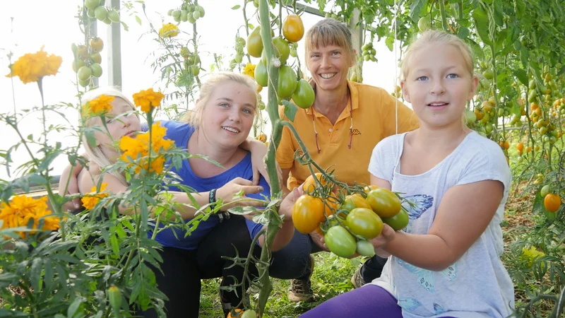 Menschen im Gewächshaus mit Tomatenpflanzen. Klick führt zu Großansicht in neuem Fenster.