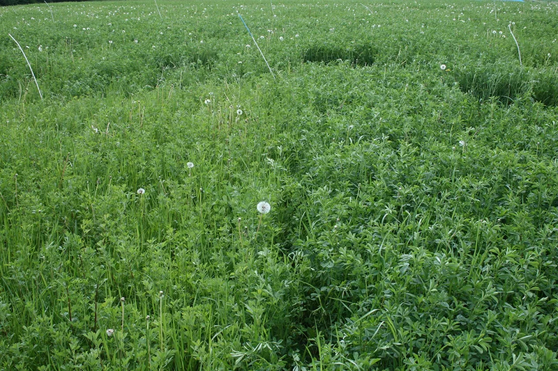 Schwefeldüngung in Futterleguminosen