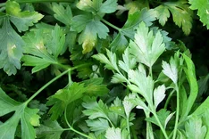 Falscher Mehltau (Plasmopara nivea)