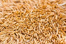 Insekten als Futtermittel - eine Option für den Ökolandbau?