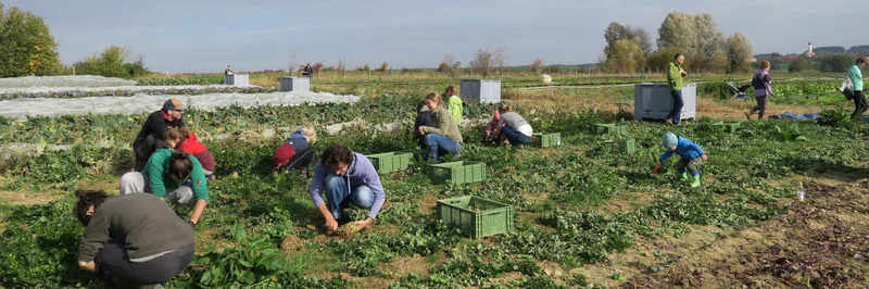 Menschen auf einem Feld bei der Ernte