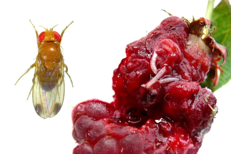Kirschessigfliege (Drosophila suzukii)
