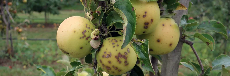 Mit Apfelschorf befallene Äpfel