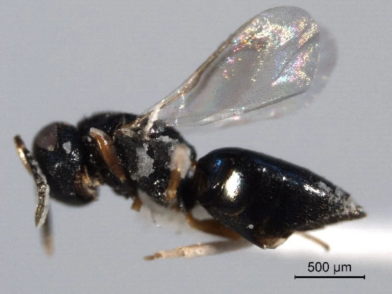 Erzwespen (Lariophagus distinguendus, Anisopteromalus calandrae)