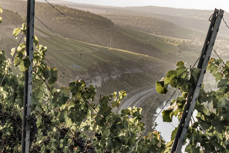Blick über den Weinberg ins Tal