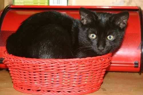 Schwarze Katze im Brotkorb. Klick führt zu Großansicht im neuem Fenster.