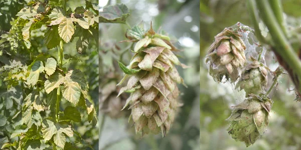 Kupferbrandsymptome an Hopfenrebe und Dolde