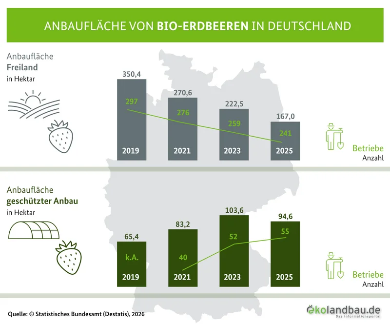 Grafik Anbaufläche und Anzahl der Betriebe für Bio-Erdbeeren in Deutschland.