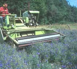 Maschinelle Ernte von Blüten mittels einer Pflückmaschine, Klick führt zu Großansicht in neuem Fenster