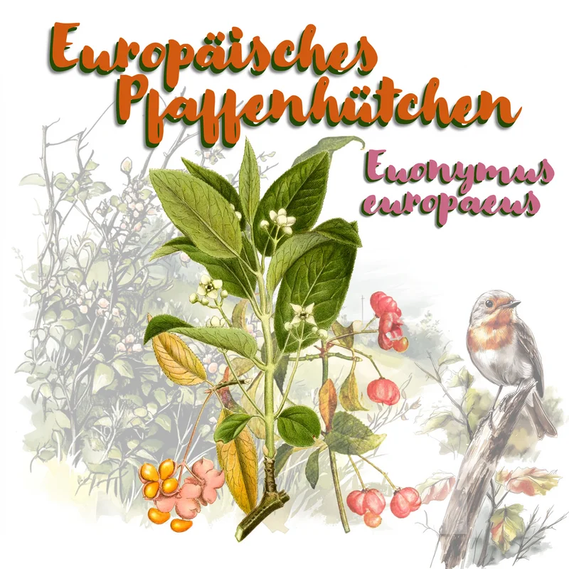 Grafik des Europäischen Pfaffenhütchen