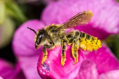 Platterbsen-Mörtelbiene (Megachile ericetorum LEPELETIER, 1841)