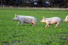 Lahmheiten bei Zuchtsauen im ökologischen Landbau