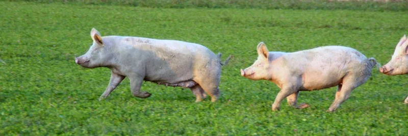 Schweine auf der Weide, © Thünen-Insitut/Jacqueline Felix