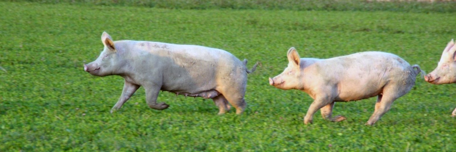 Schweine auf der Weide, © Thünen-Insitut/Jacqueline Felix