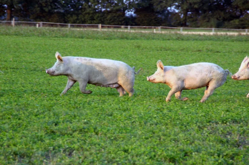 Lahmheiten bei Zuchtsauen im ökologischen Landbau