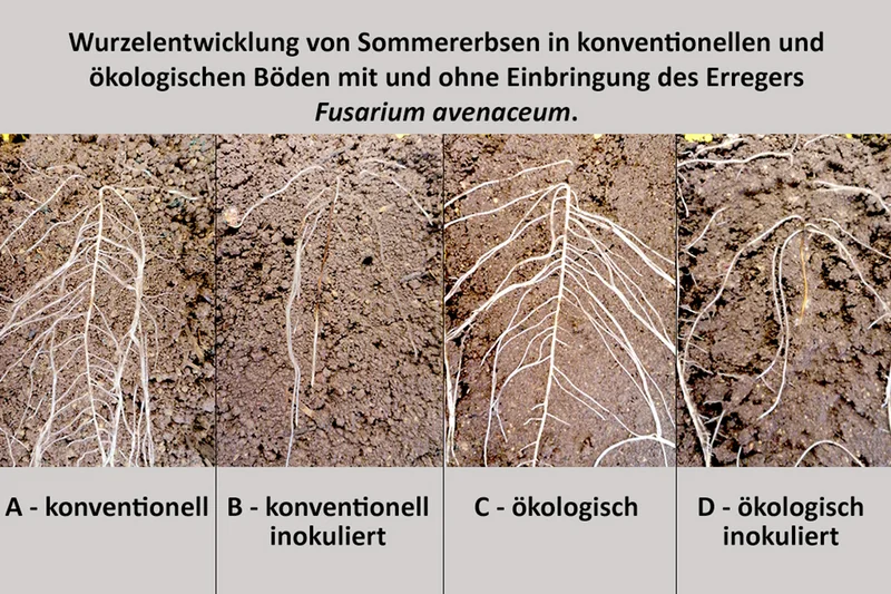 Wurzelentwicklung der verschiedenen Anbausysteme. Klick führt zu Großansicht in neuem Fenster.