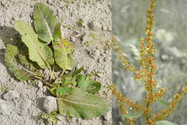 Stumpfblättriger Ampfer Rumex obtusifolius