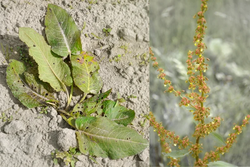 Stumpfblättriger Ampfer (Rumex obtusifolius), Wiesen-Blacke