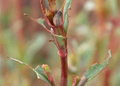 Johanniskrautblattkäfer (Chrysolina hyperici)