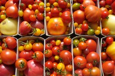 Bio-Gärtnerei Christian Herb: Bunte Tomatenvielfalt