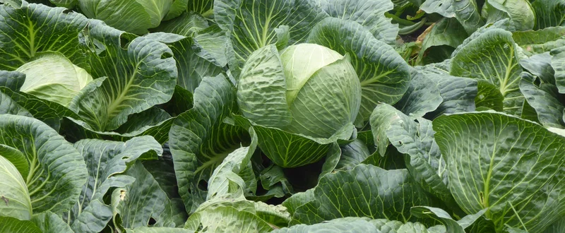 Kosten und Nutzen von Nährstoffmanagementmaßnahmen im Öko-Gemüsebau