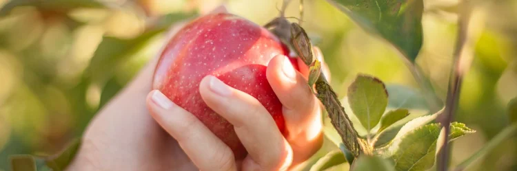 Apfel