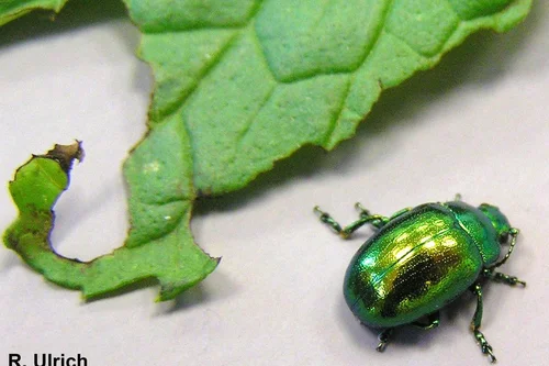 Minzblattkäfer an Pfefferminze.