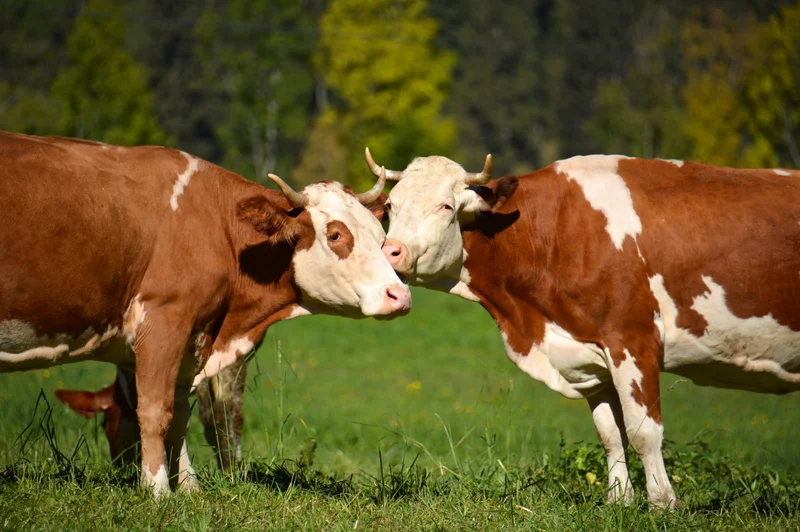 Zwei behornte Kühe auf der Weide, die Köpfe dicht beieinander.