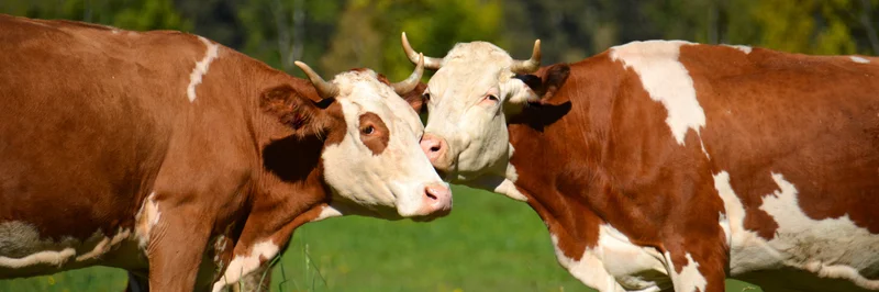 Zwei behornte Kühe auf der Weide, die Köpfe dicht beieinander.