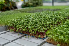Microgreens