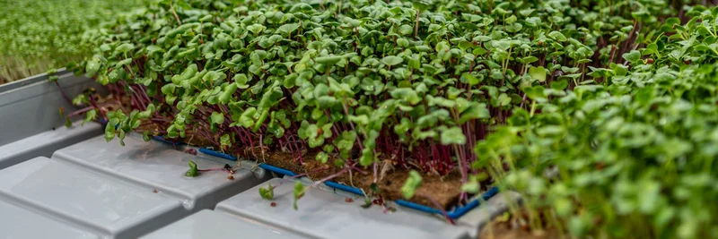 Microgreens