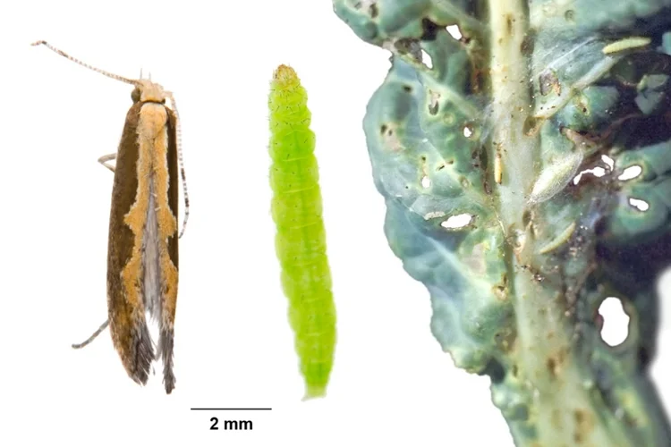 Kohlmotte Falter Raupe