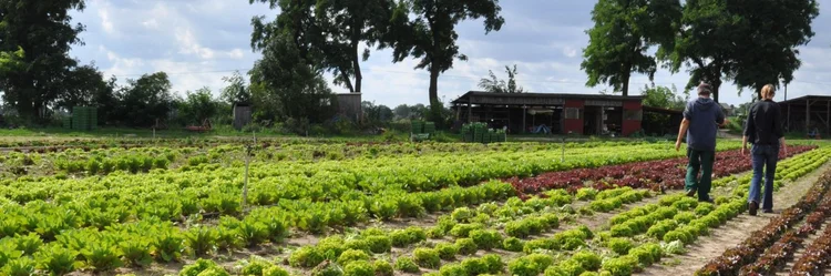 Salatkopfreihen auf dem Feld