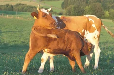 Die Milch macht das Fleisch