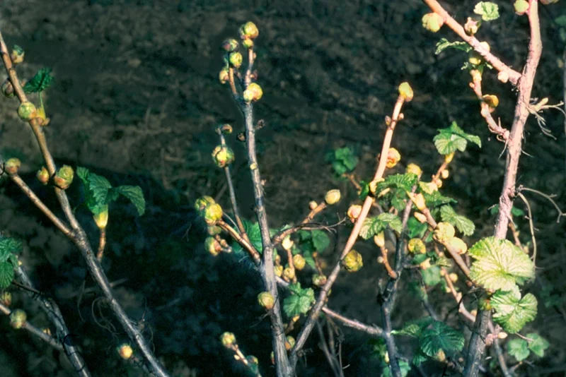 Johannisbeergallmilbe, Johannisbeerknospengallmilbe (Cecidophyopsis ribis)