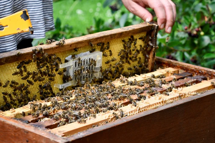 Bienenstock. Klick führt zu Großansicht in einer Lightbox. Zum Schließen der Lightbox ESC drücken.
