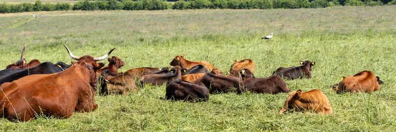Rinderherde auf der Weide