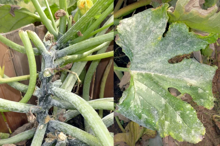Echter Mehltau an Zucchini