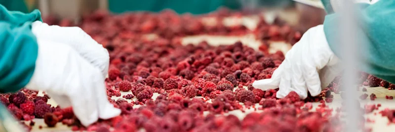 Aussortieren von Himbeeren auf einem Fließband