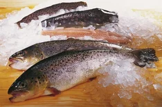 Was sind nachhaltiger Fisch und Meeresfrüchte?