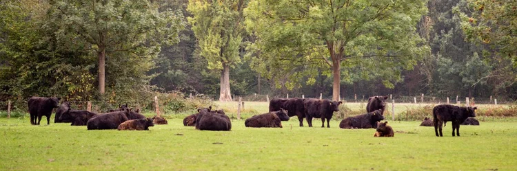 Rinder auf der Weide