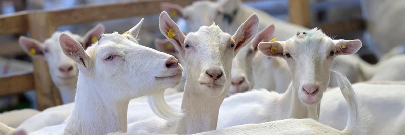 Ziegen, Foto: Being Organic in EU