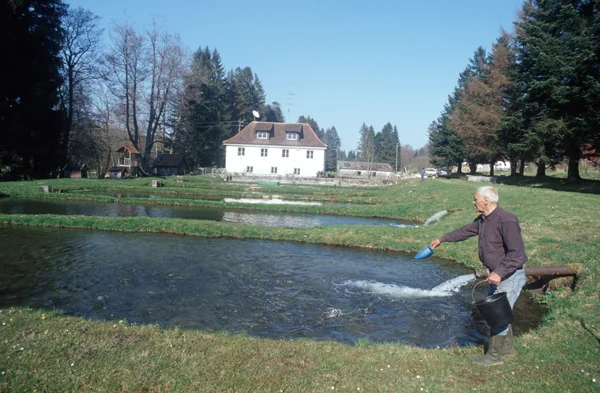 Teichanalge für die ökologische Fischzucht. Klick führt zu Großansicht in neuem Fenster.