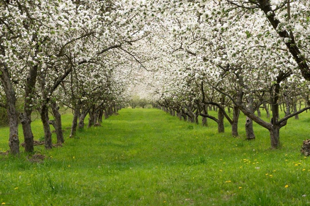 Zwei Reihen weiß blühender Apfelbäume