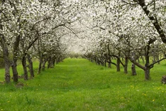 Regenerative Agroforstwirtschaft auf der Bannmühle